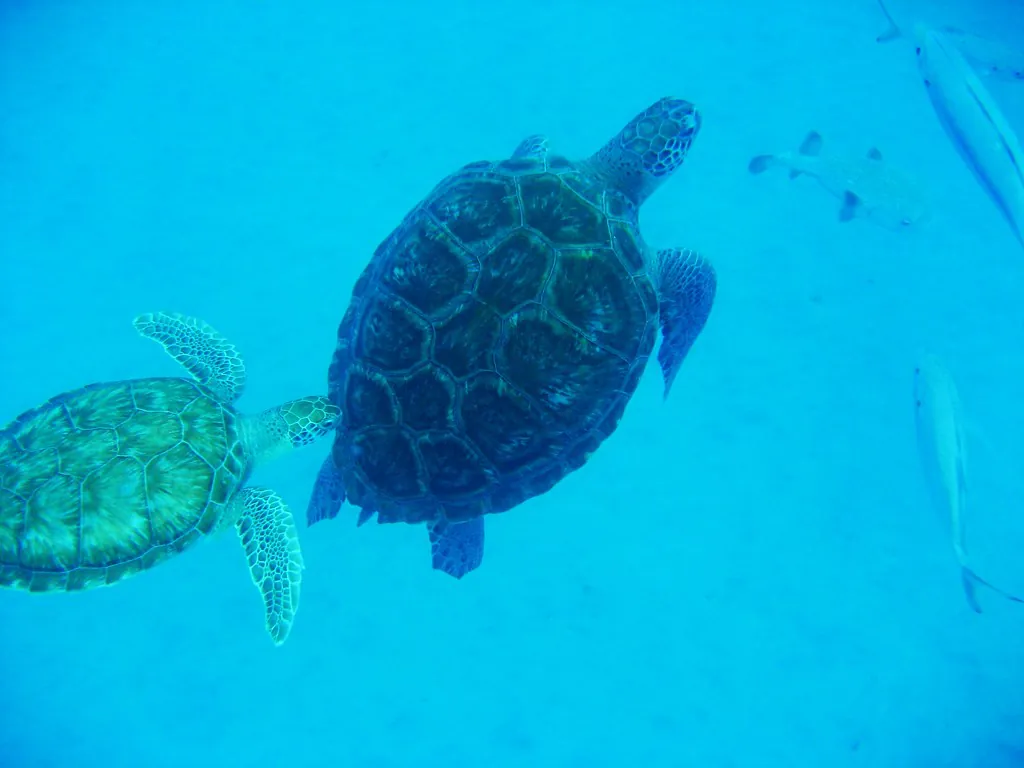 Barbados 2009